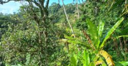 Tanah 5 Hectare View Cantik di Tegallalang Ubud