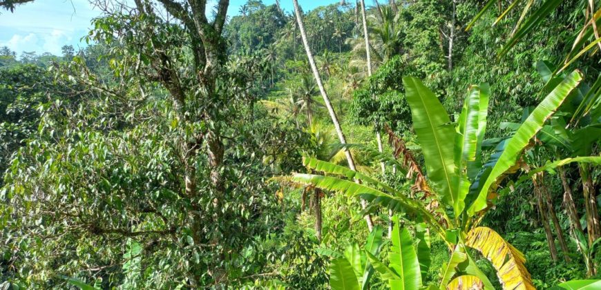 Tanah 5 Hectare View Cantik di Tegallalang Ubud