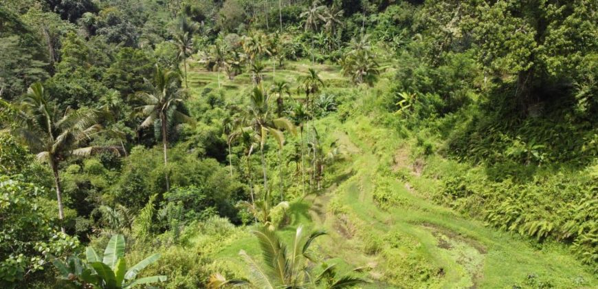 Tanah 5 Hectare View Cantik di Tegallalang Ubud