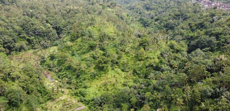 Tanah 5 Hectare View Cantik di Tegallalang Ubud