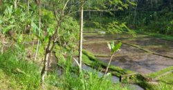 Tanah 5 Hectare View Cantik di Tegallalang Ubud