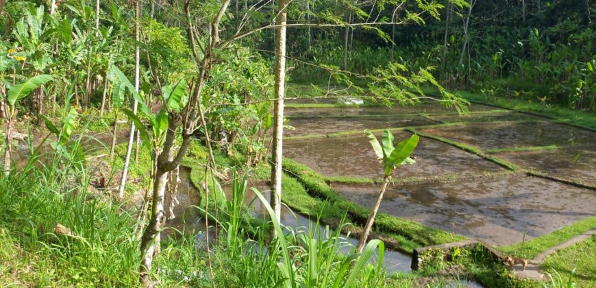 Tanah 5 Hectare View Cantik di Tegallalang Ubud