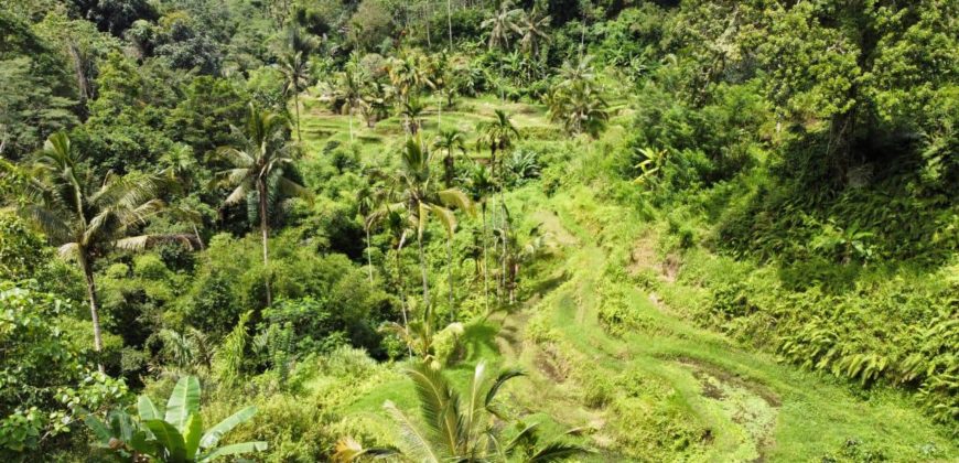 Tanah 5 Hectare View Cantik di Tegallalang Ubud