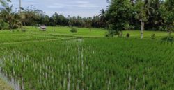 Tanah 12 Ara View Ricefield Payangan Ubud