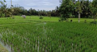 Tanah 12 Ara View Ricefield Payangan Ubud