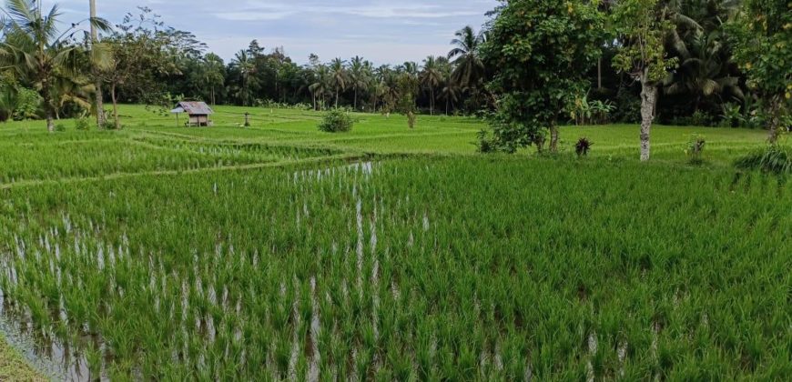 Tanah 12 Ara View Ricefield Payangan Ubud