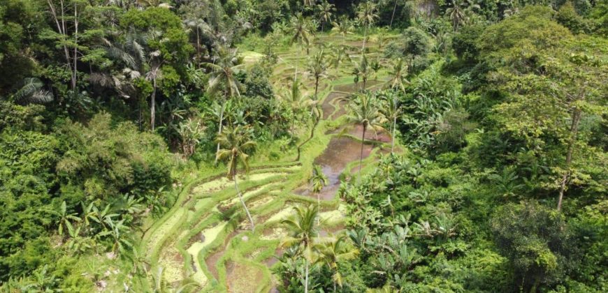 Tanah 5 Hectare View Cantik di Tegallalang Ubud