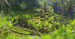 Tanah 5 Hectare View Cantik di Tegallalang Ubud