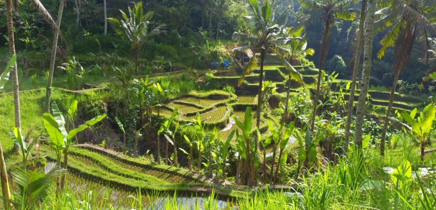 Tanah 5 Hectare View Cantik di Tegallalang Ubud