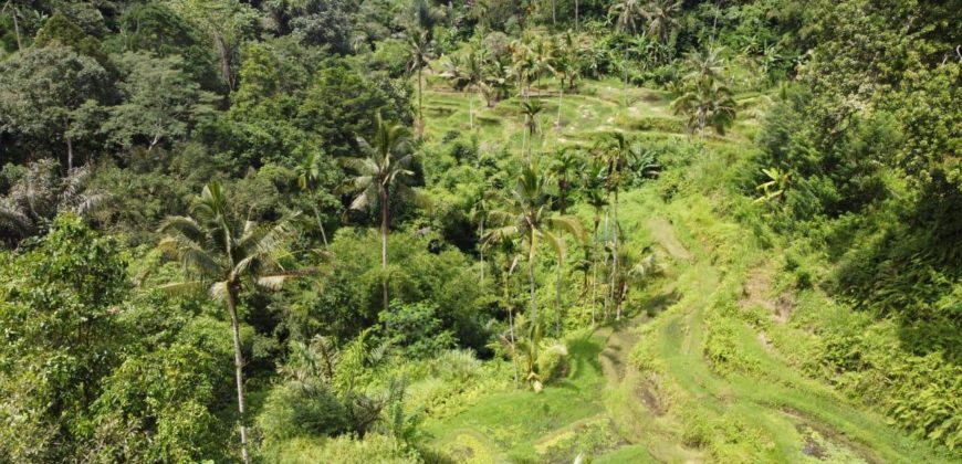 Tanah 5 Hectare View Cantik di Tegallalang Ubud