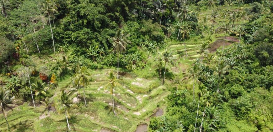 Tanah 5 Hectare View Cantik di Tegallalang Ubud