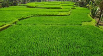 Tanah 3 Hectare View River and Ricefield Near Capela Ubud