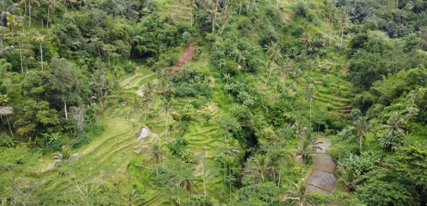 Tanah 5 Hectare View Cantik di Tegallalang Ubud