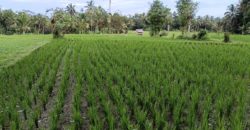 Tanah 12 Ara View Ricefield Payangan Ubud