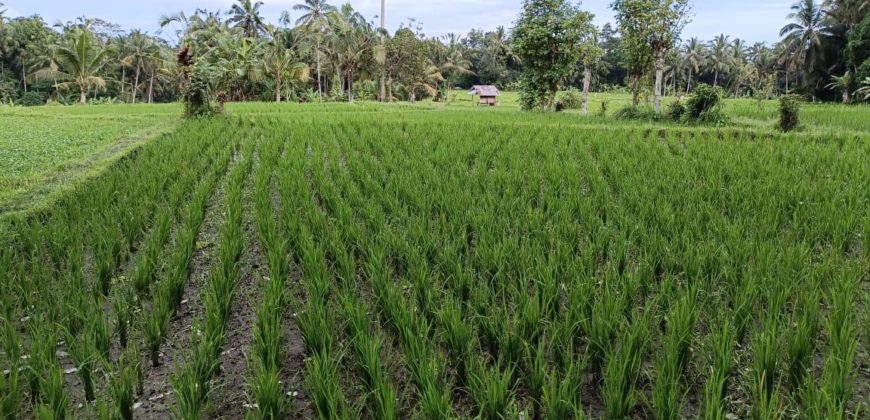 Tanah 12 Ara View Ricefield Payangan Ubud