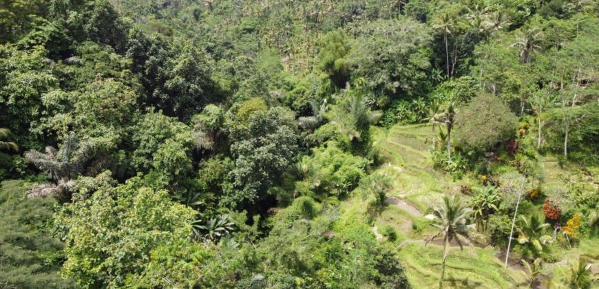 Tanah 5 Hectare View Cantik di Tegallalang Ubud