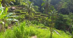 Tanah 5 Hectare View Cantik di Tegallalang Ubud