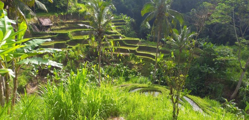 Tanah 5 Hectare View Cantik di Tegallalang Ubud