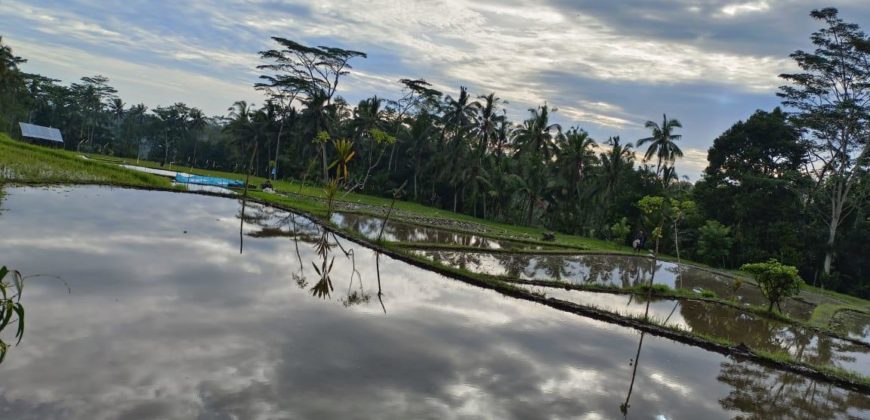 Tanah 15 Are View Ricefield Payangan Ubud