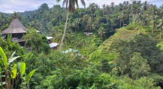 Tanah 40 Ara Tegalalang Ubud