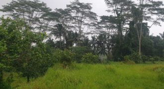 Tanah 1,93 Hectare View Ricefield and Jungle Kenderan Tegalalang Ubud