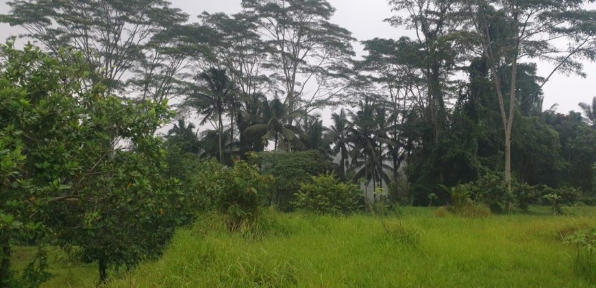Tanah 1,93 Hectare View Ricefield and Jungle Kenderan Tegalalang Ubud