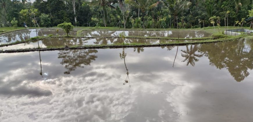 Tanah 15 Are View Ricefield Payangan Ubud