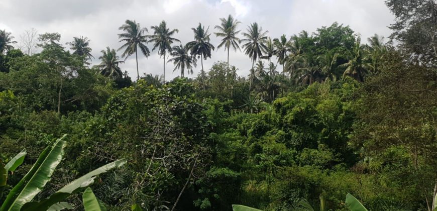 Tanah 1,2 Hectare Riverside and Waterfall View at Bedulu Pejeng Gianyar