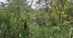 Tanah Tegalan 13 Ara Ubud Gianyar