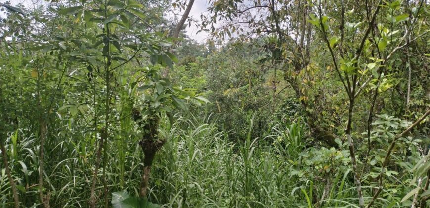 Tanah Tegalan 13 Ara Ubud Gianyar