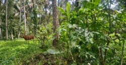 Land 138 Ara (1,38 Hectares) Kedewatan Ubud