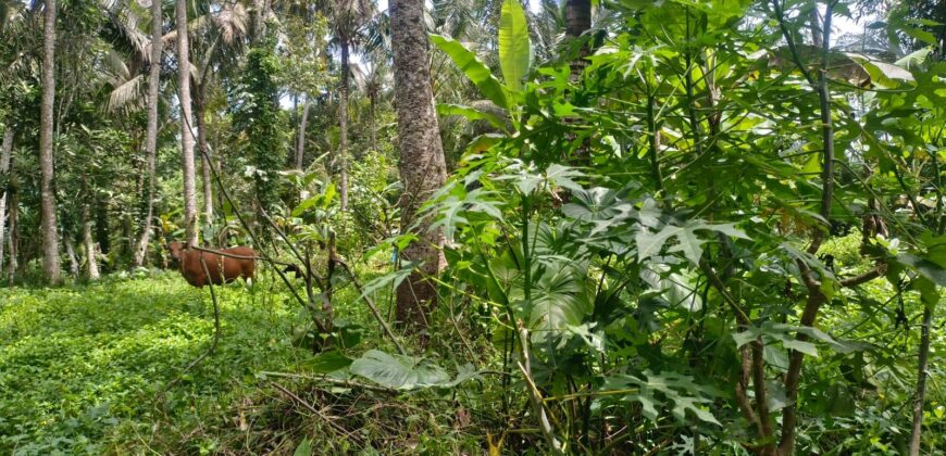 Land 138 Ara (1,38 Hectares) Kedewatan Ubud