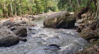 Land 5-10 Hectares Tabanan