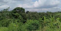 Land 135 Ara (1,35 Hectares) Tegalalang Gianyar
