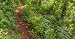 Land 138 Ara (1,38 Hectares) Kedewatan Ubud