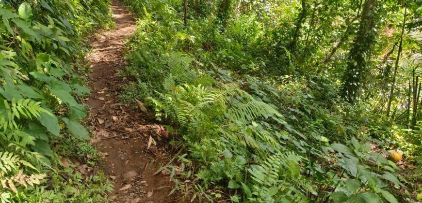 Land 138 Ara (1,38 Hectares) Kedewatan Ubud