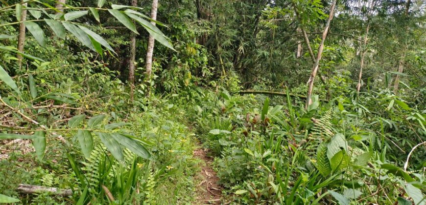 Land 200 Ara (2 Hectares) Pejeng Gianyar