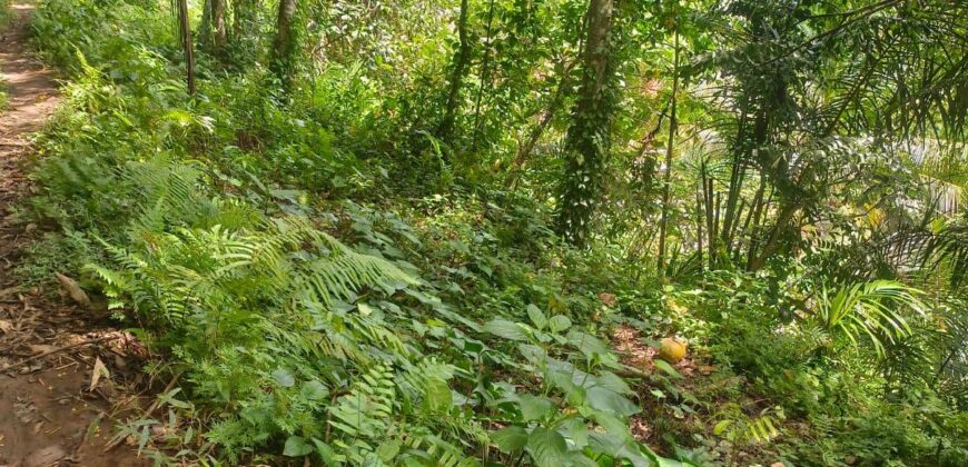 Land 138 Ara (1,38 Hectares) Kedewatan Ubud