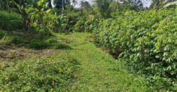 Land 5-10 Hectares Tabanan