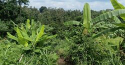Land 135 Ara (1,35 Hectares) Tegalalang Gianyar
