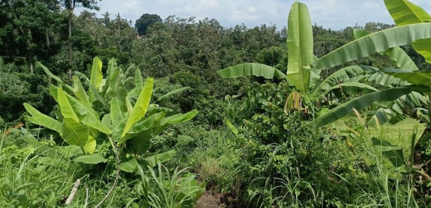 Land 135 Ara (1,35 Hectares) Tegalalang Gianyar