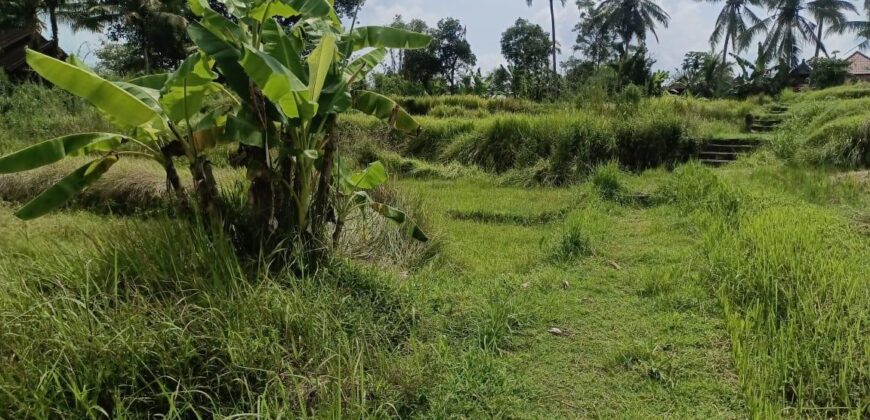 Land 135 Ara (1,35 Hectares) Tegalalang Gianyar