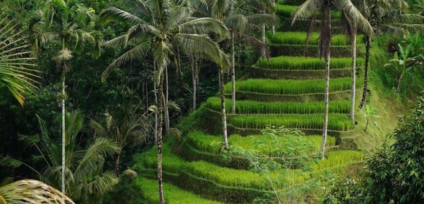 Boutique Resort 150 Ara (1.5 Hectares) at Payangan Gianyar