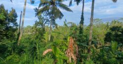 Land 5-10 Hectares Tabanan