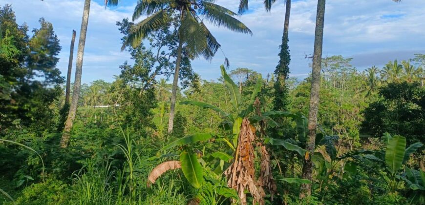 Land 5-10 Hectares Tabanan
