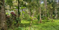 Land 138 Ara (1,38 Hectares) Kedewatan Ubud