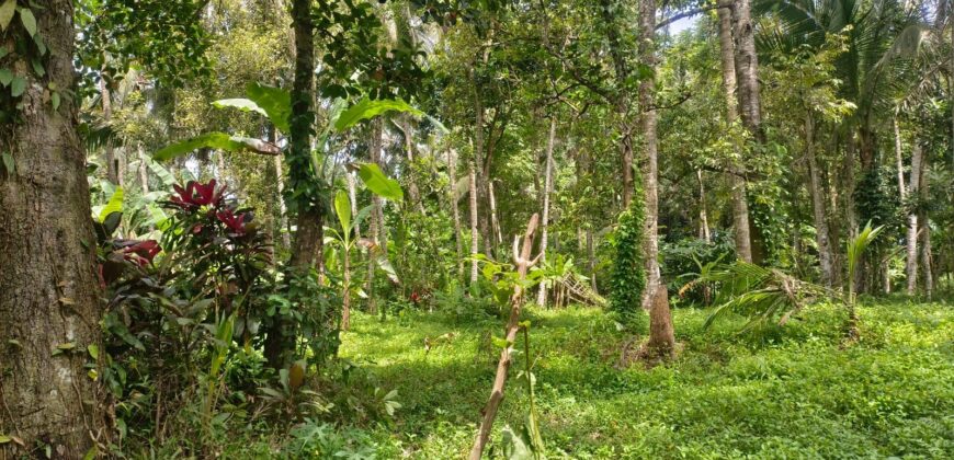 Land 138 Ara (1,38 Hectares) Kedewatan Ubud