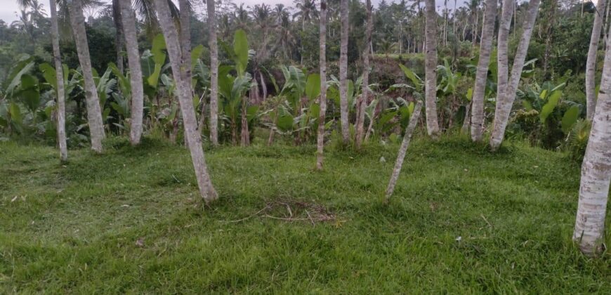Land 5-10 Hectares Tabanan