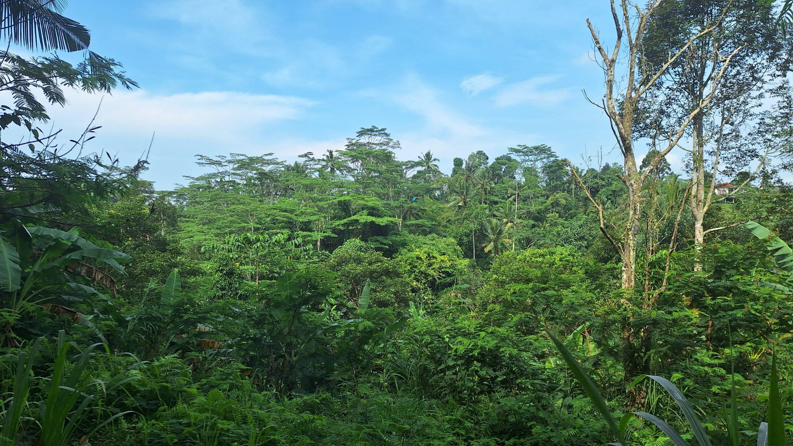 Tanah 100 Ara (1Hectare) Payangan Gianyar