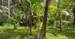 Land 138 Ara (1,38 Hectares) Kedewatan Ubud